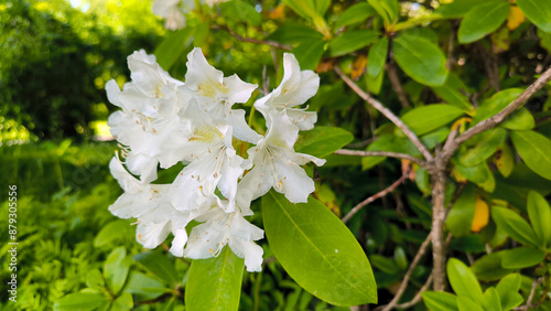 rhododendrons bush in pink and white blossom  #879305556