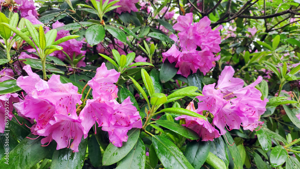 rhododendrons bush in pink and white blossom rhododendrons bush in pink and white blossom