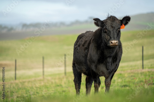 Australian wagyu cows grazing in a field on pasture. close up of a black angus cow eating grass in a paddock in springtime in australia and new zealand