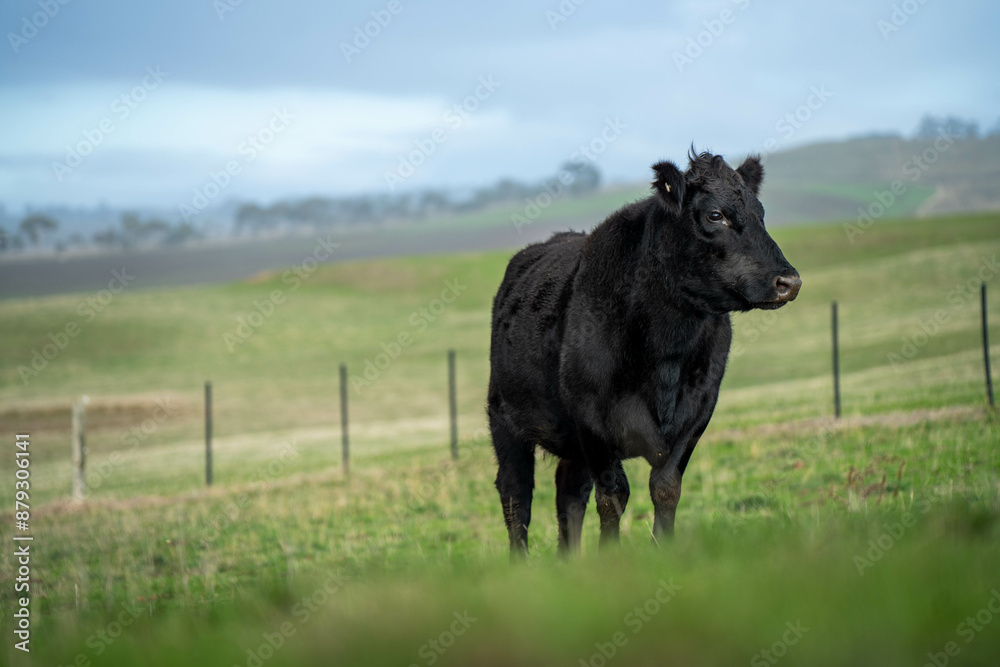 custom made wallpaper toronto digitalSustainable Agriculture Practices: Enhancing Ecosystems, Livelihoods, and Resilience through Holistic, Carbon-neutral Approaches grazing cows and bulls on pasture