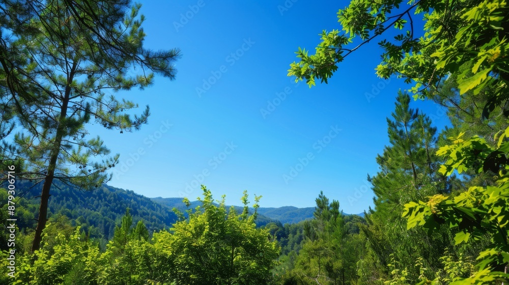 A scenic view of a forest with a clear blue sky, perfect for hiking and outdoor activities. High quality images A scenic view of a forest with a clear blue sky, perfect for hiking and outdoor activities. High quality images