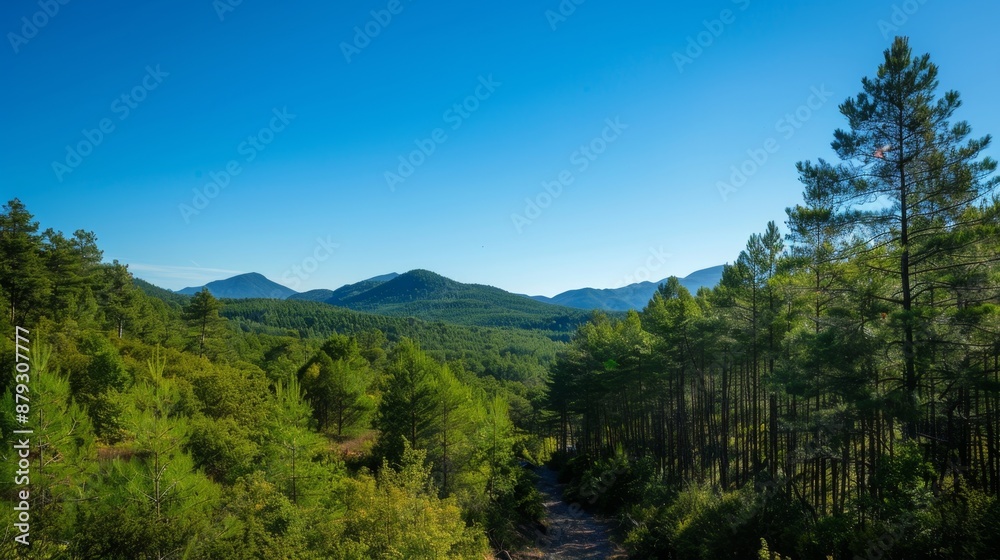 A scenic view of a forest with a clear blue sky, perfect for hiking and outdoor activities. High quality images A scenic view of a forest with a clear blue sky, perfect for hiking and outdoor activities. High quality images