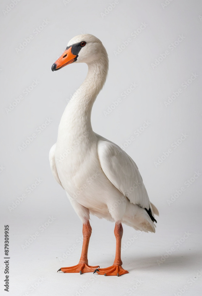 Obraz premium Swan, isolated on a white background in commercial photography