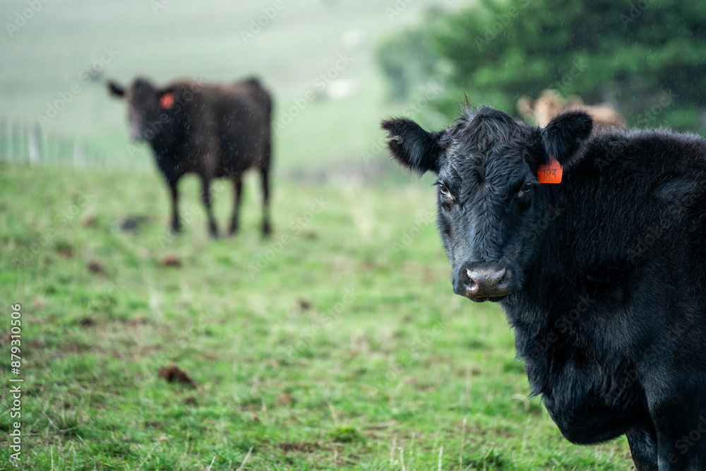 Beef cows and calves grazing on grass on a beef cattle farm in Australia. breeds include murray grey, angus and wagyu. sustainable agriculture practice storing carbon in australia Beef cows and calves grazing on grass on a beef cattle farm in Australia. breeds include murray grey, angus and wagyu. sustainable agriculture practice storing carbon in australia