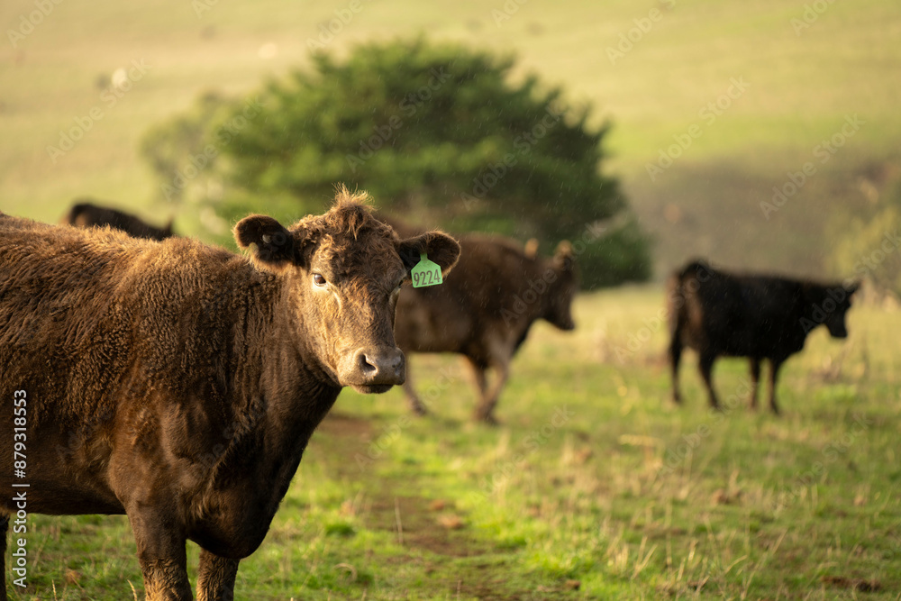 Australian wagyu cows grazing in a field on pasture. close up of a black angus cow eating grass in a paddock in springtime in australia and new zealand Australian wagyu cows grazing in a field on pasture. close up of a black angus cow eating grass in a paddock in springtime in australia and new zealand