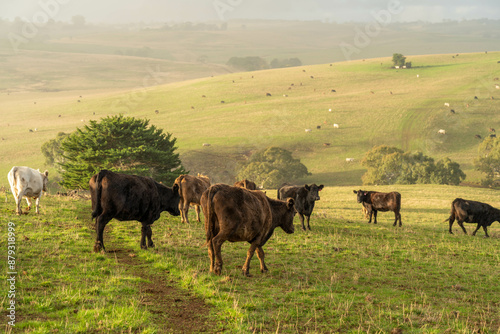 The Future of Livestock in Australian Agriculture: Sustainable Grazing, Technology, and Innovation for Environmental Resilience, cows grazing