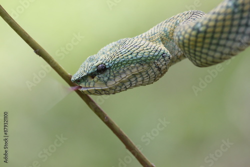 snake, viper snake, tropidolaemus subannulatus, a viper snake type tropidolaemus subannulatus native to the forests of Kalimantan
 photo