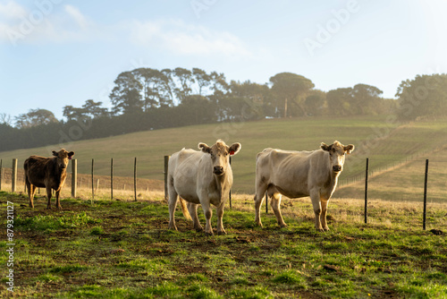 Sustainable Agriculture Practices: Enhancing Ecosystems, Livelihoods, and Resilience through Holistic, Carbon-neutral Approaches grazing cows and bulls on pasture