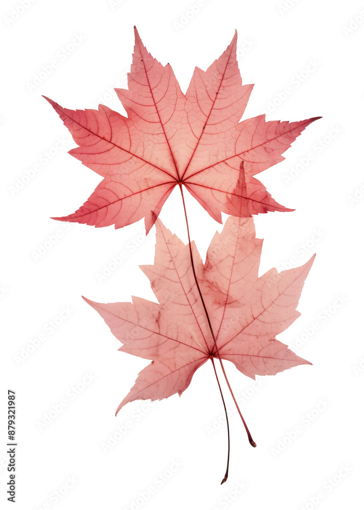 PNG Real Pressed red maple leaves plant leaf tree. PNG Real Pressed red maple leaves plant leaf tree.