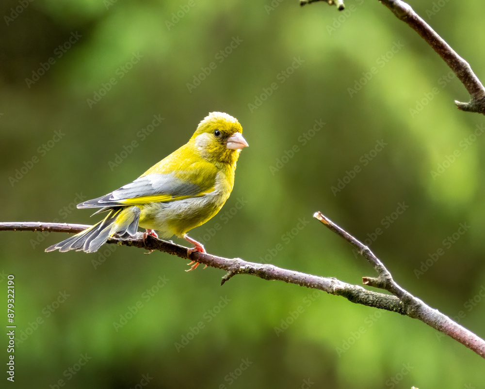 Greenfinch bird perched on a branch in the rain with natural green background Greenfinch bird perched on a branch in the rain with natural green background