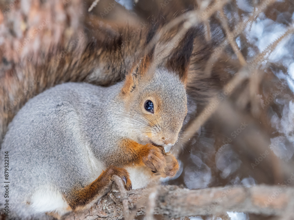 Fototapeta premium The squirrel with nut sits on tree in the winter or late autumn