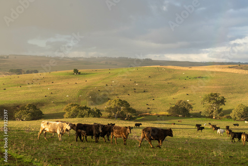 beautiful cattle in Australia eating grass, grazing on pasture. Herd of cows free range beef being regenerative raised on an agricultural farm. Sustainable farming in australia