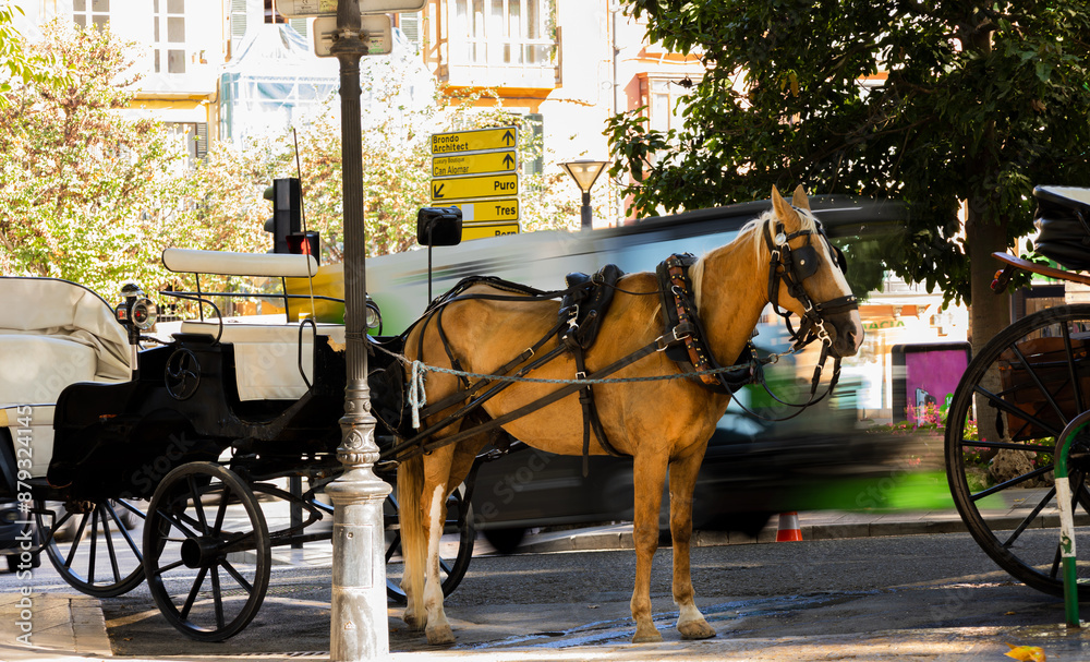 carriage horse resting between trees in the city on a very sunny day carriage horse resting between trees in the city on a very sunny day