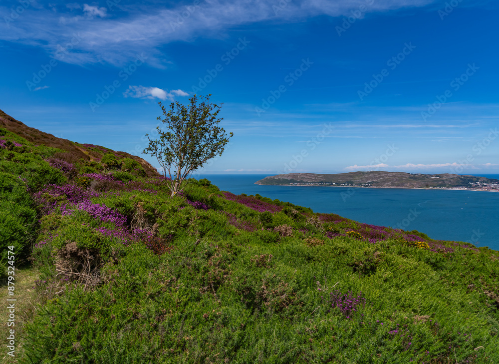 Heather in full bloom on Conwy Mountain North Wales Heather in full bloom on Conwy Mountain North Wales