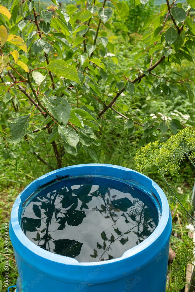 blue barrel with rainwater stands in the garden among the plants. blue barrel with rainwater stands in the garden among the plants.