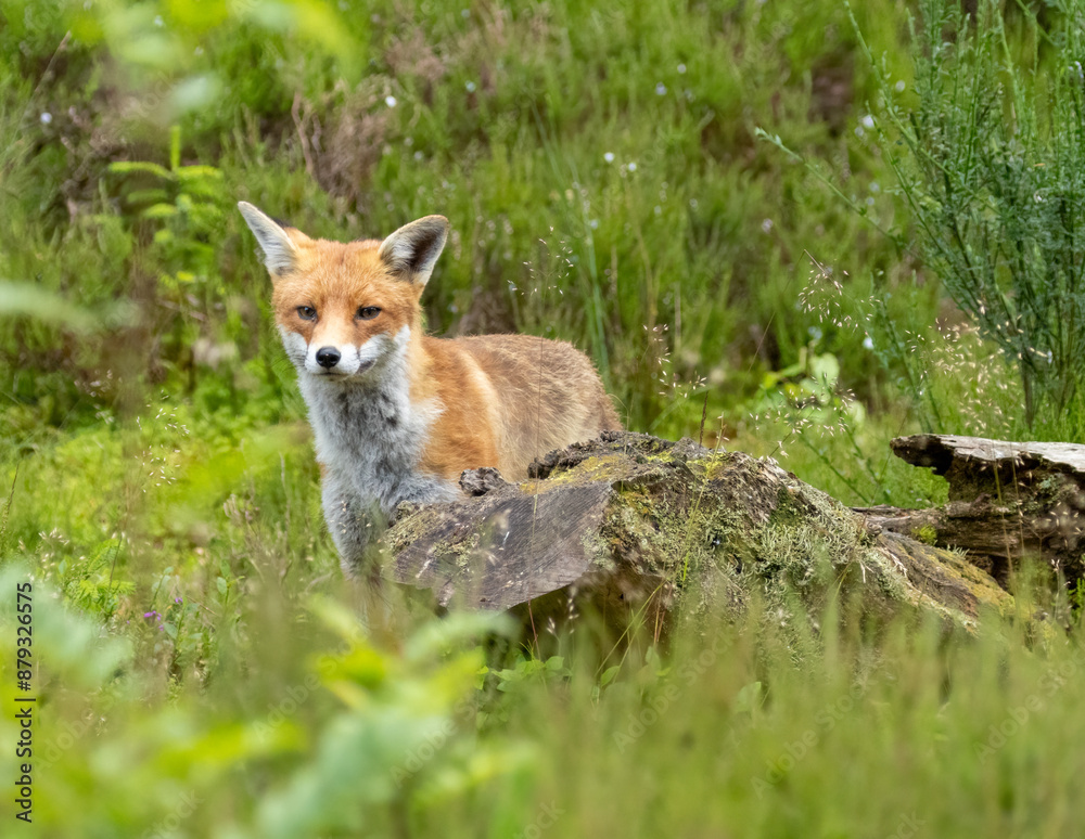 Fototapeta premium Fox in the forest during daylight
