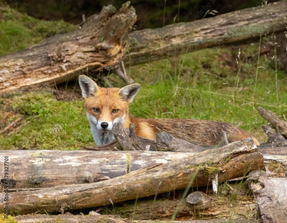 Fototapeta premium Fox in the forest during daylight