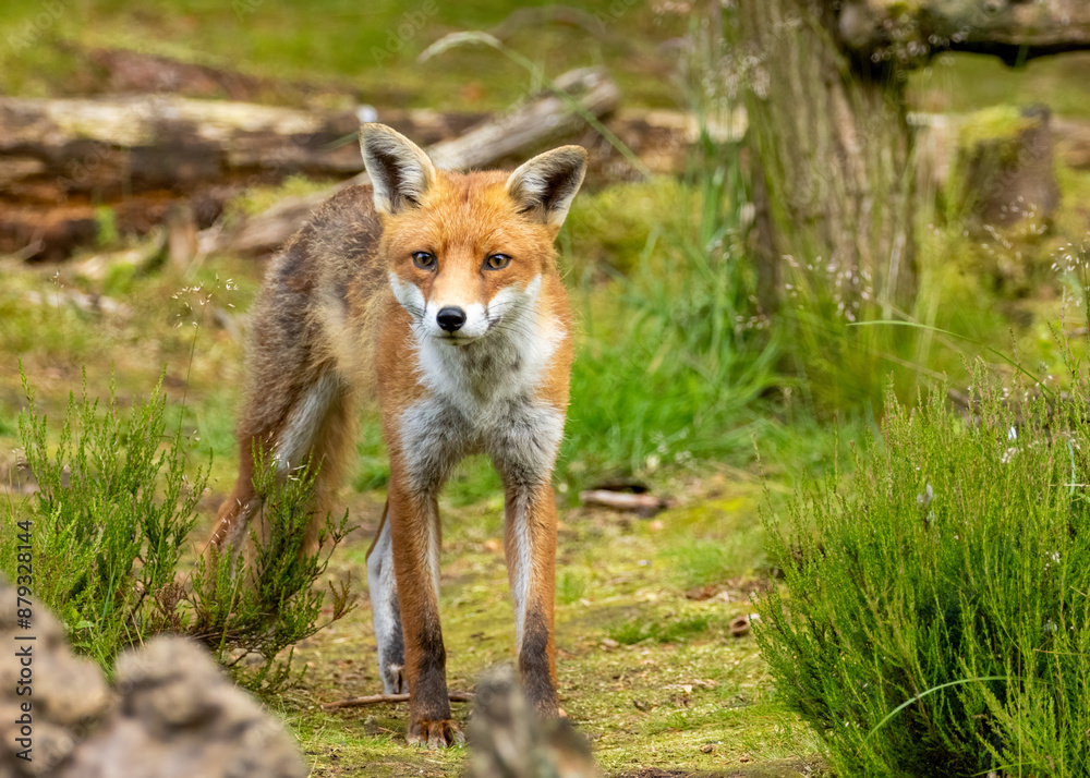 Fox in the forest during daylight Fox in the forest during daylight