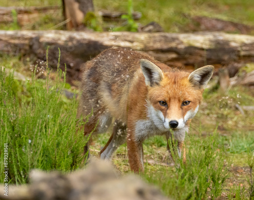 Fox in the forest during daylight