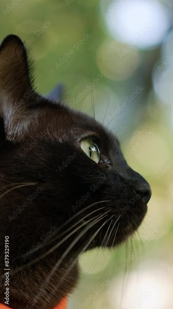Black short-haired cat in orange harness close up. Head of a domestic feline looking around. Blurred backdrop. Vertical video Black short-haired cat in orange harness close up. Head of a domestic feline looking around. Blurred backdrop. Vertical video