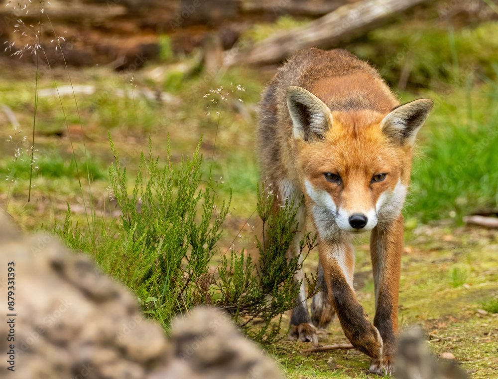Fox in the forest during daylight Fox in the forest during daylight