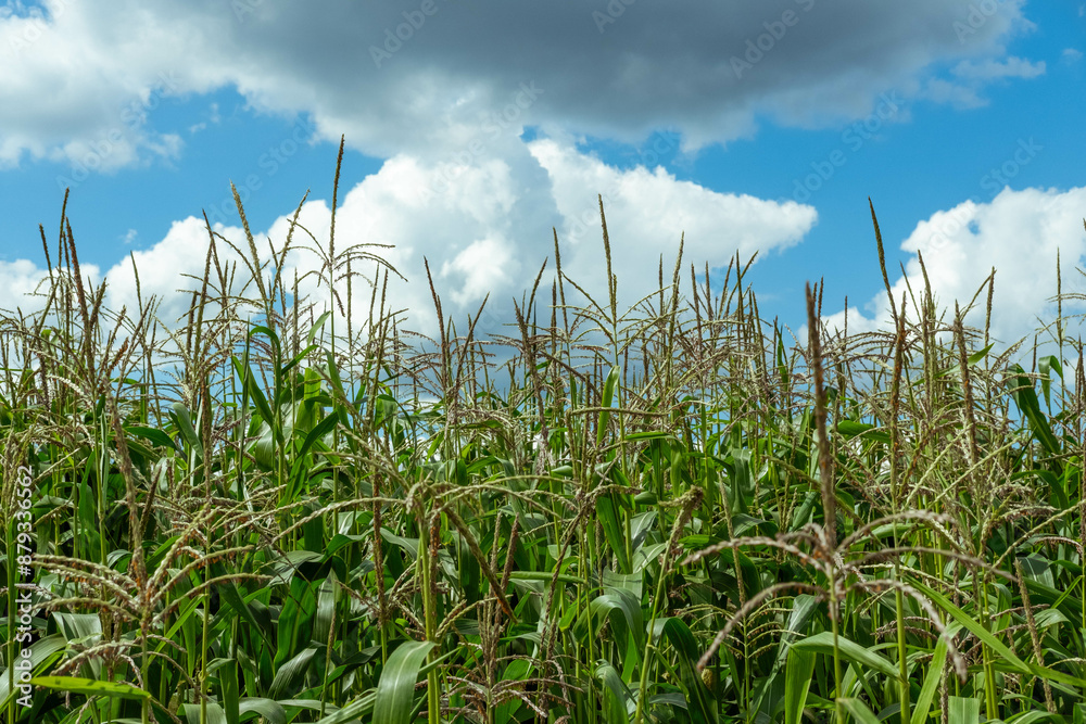 Obraz premium Growing young corn and corn seedlings grown on farmland in rural areas. sunny day. Wind movement on a green corn field. Food agriculture