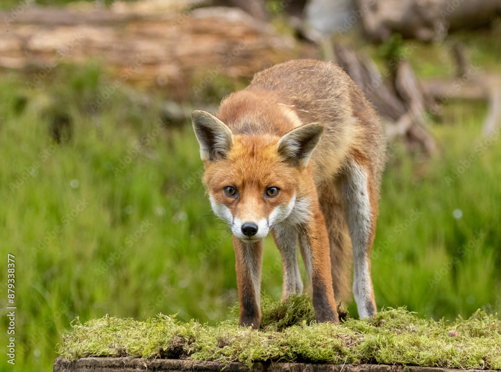 Fox in the forest during daylight