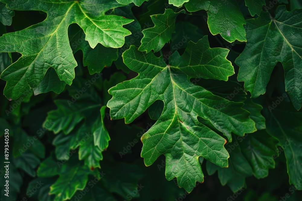 Leaves Close Up. Lush Green Foliage in Vibrant High-Coloured Abstract Background Leaves Close Up. Lush Green Foliage in Vibrant High-Coloured Abstract Background