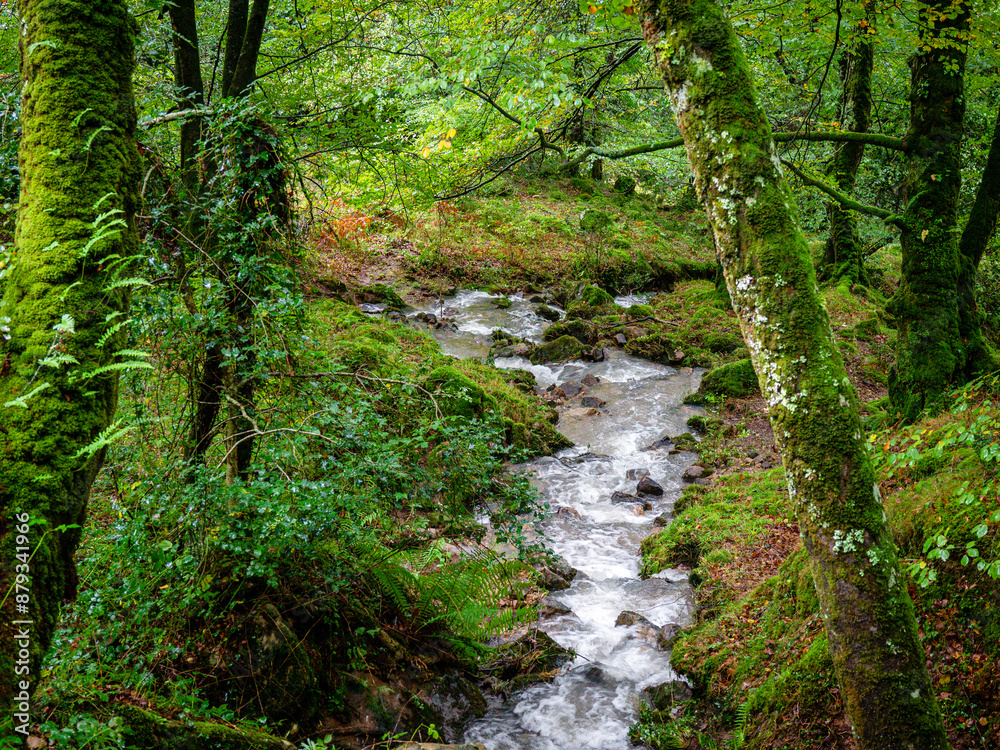 Fototapeta premium stream, Ucieda oak forest, Saja-Besaya natural park, Cantabria, Spain