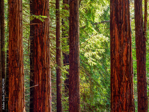 Redwoods of Monte Cabezón are , Protected Natural Area, Cabezón de la Sal, Cantabria, Spain