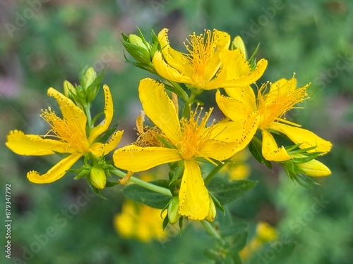 Hypericum perforatum, known as St John's wort, common or perforate St John's-wort. close up. photo