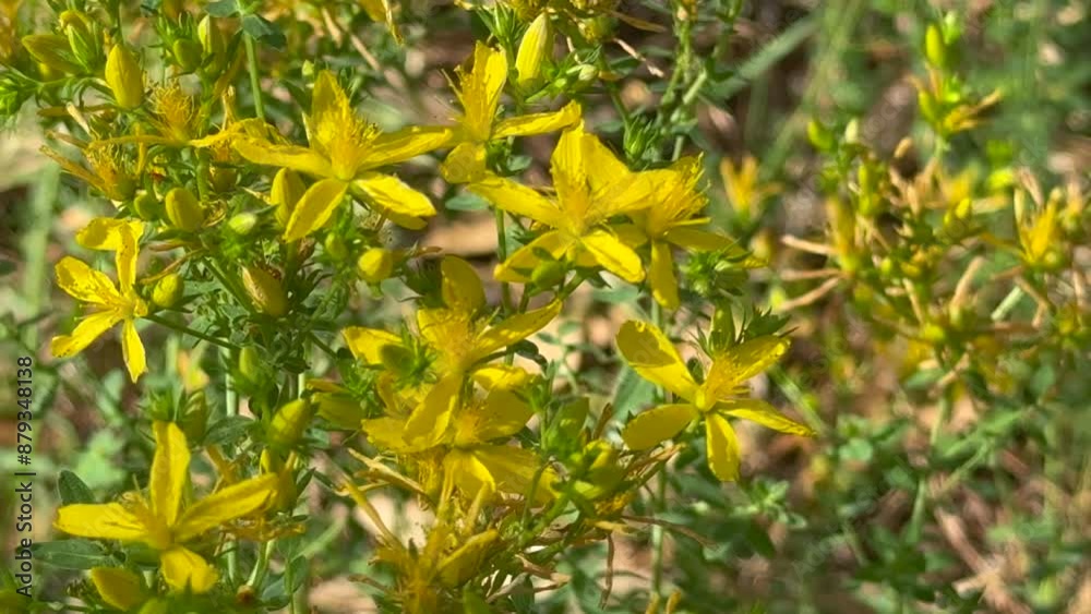 Hypericum perforatum, known as St John's wort, common or perforate St John's-wort. close up. Hypericum perforatum, known as St John's wort, common or perforate St John's-wort. close up.