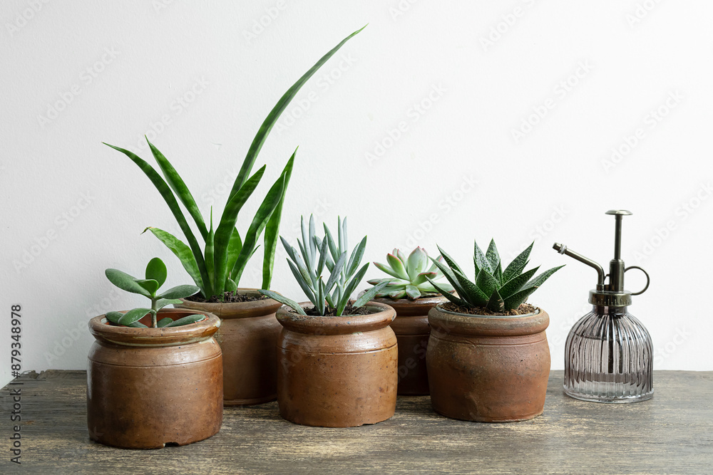 Succulent home plants: haworthia, echeveria, sansevieria on the wooden table, mini plants and home gardening concept Succulent home plants: haworthia, echeveria, sansevieria on the wooden table, mini plants and home gardening concept
