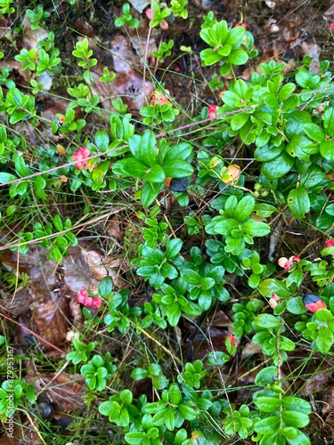  Lingonberry Bush
 A lush lingonberry bush glistens with morning dew in a forest setting. The plant's glossy green leaves and vibrant red berries stand out against the damp earth and fallen leaves.