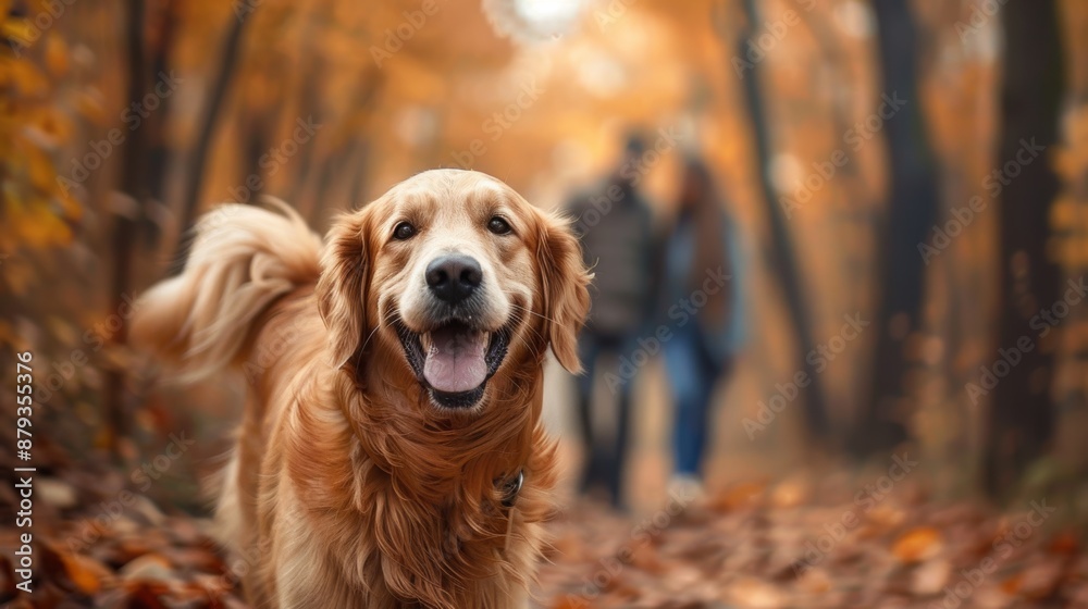 Happy couple playing with happy golden retriever dog on woodland autumn foliage season. Happy couple playing with happy golden retriever dog on woodland autumn foliage season.