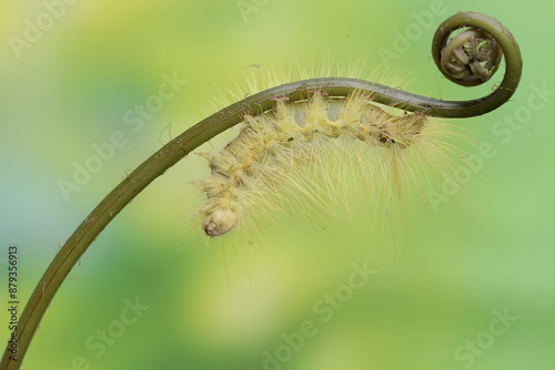 A bright yellow caterpillar of the species Eupterote testacea is eating the young leaves of a wild fern. photo