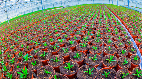 Growing Plants Cultivation, Dutch Greenhose, Holland, Netherlands, Europe photo