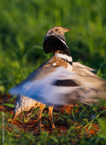 Little Bustard, Bustard, Tetrax tetrax, Agricultural Fields, Castilla La Mancha, Spain, Europe photo