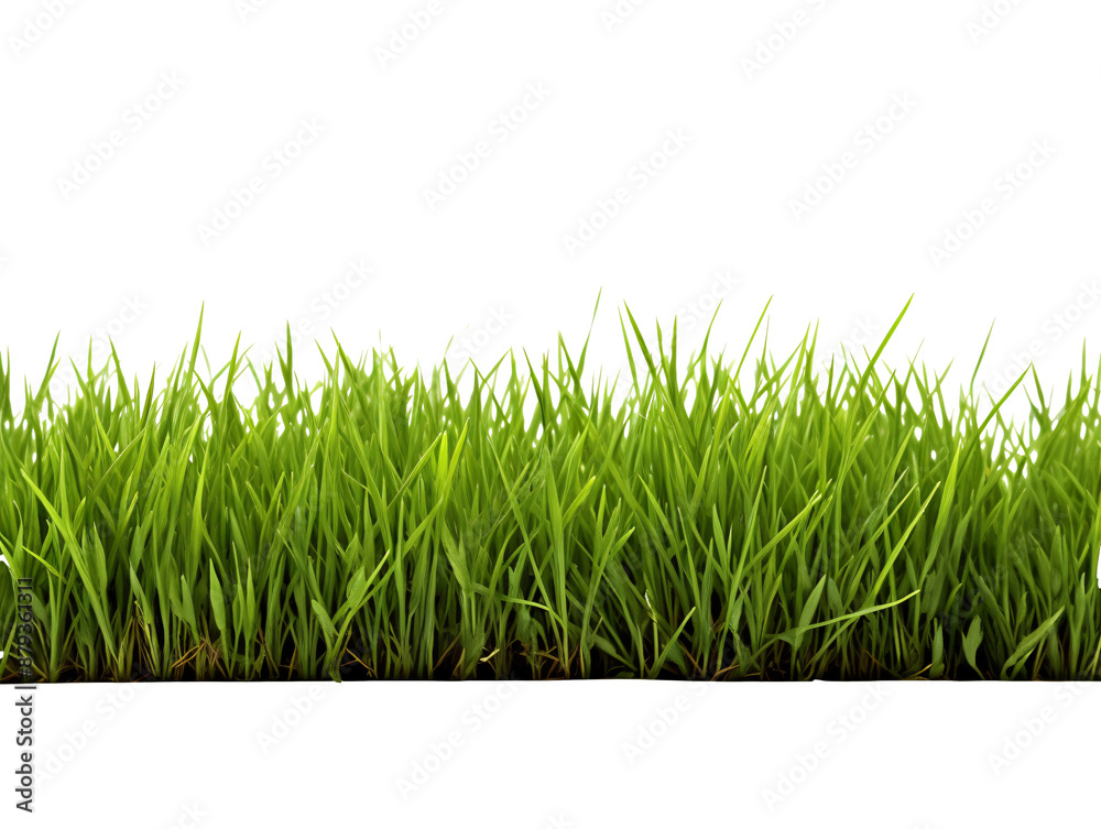 a close up of grass a close up of grass