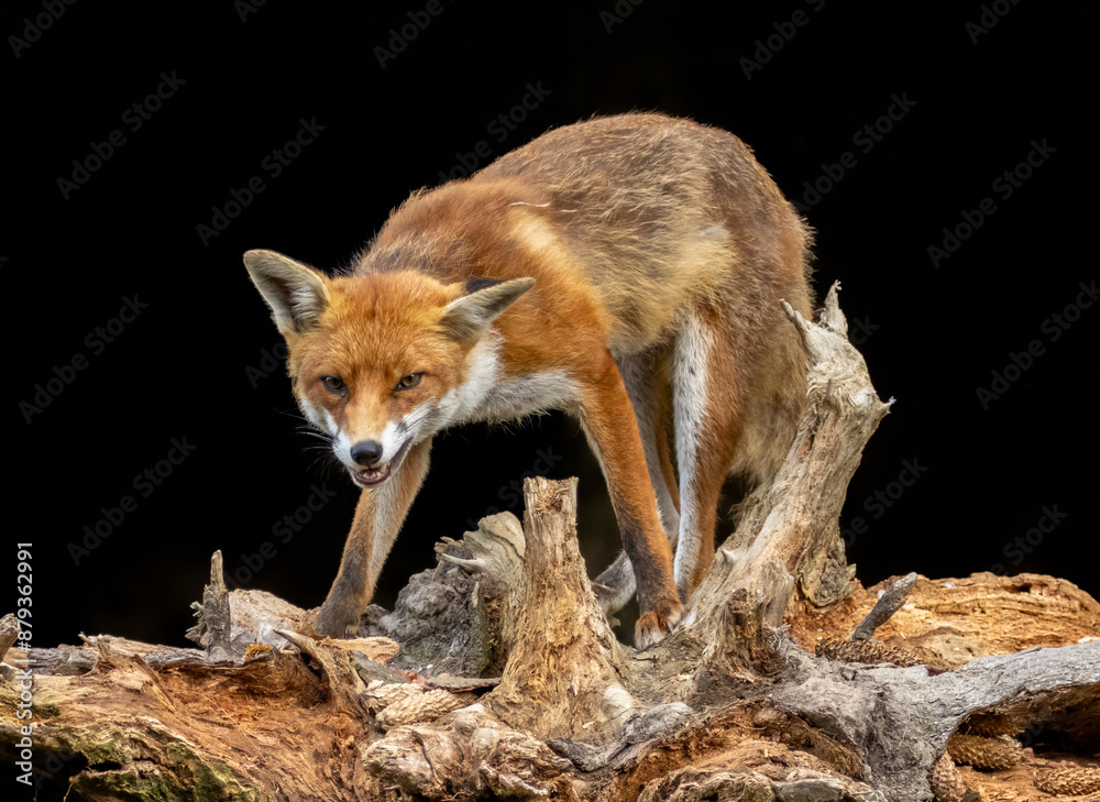 Fototapeta premium Close up of a fox eating with black background