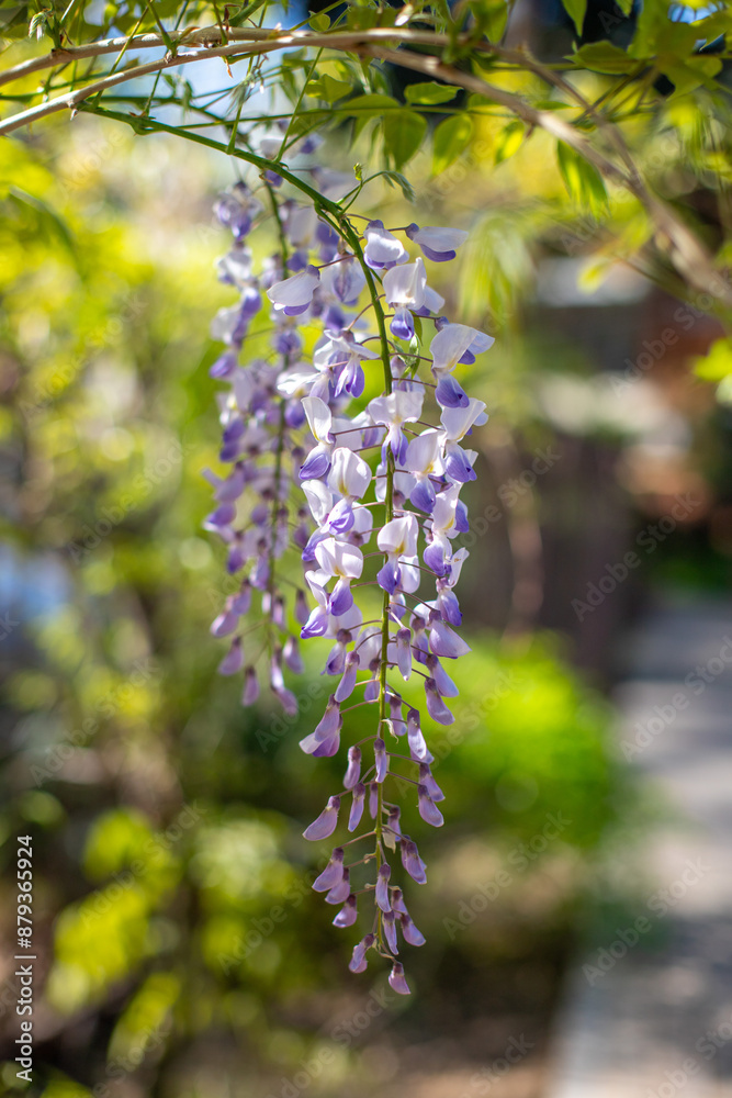 Wisteria blooms in spring in nature. Wisteria blooms in spring in nature.