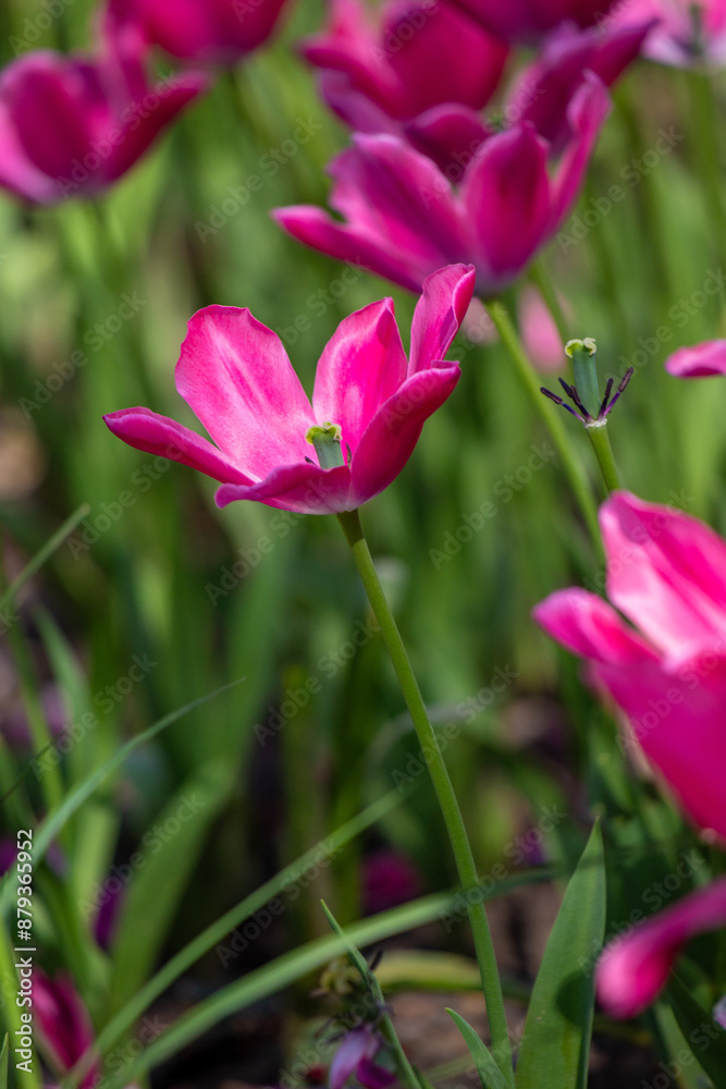 Tulips in the garden in nature in spring. Tulips in the garden in nature in spring.