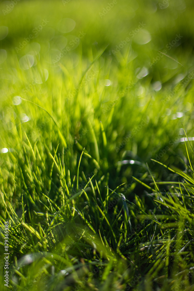 Green grass blurred grass background. Green grass blurred grass background.