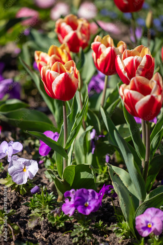 Field of colorful tulips, many red flowers. Field of spring flowers. Tulip field Red tulips, yellow tulips, pink flowers. Field of colorful tulips, many red flowers. Field of spring flowers. Tulip field Red tulips, yellow tulips, pink flowers.