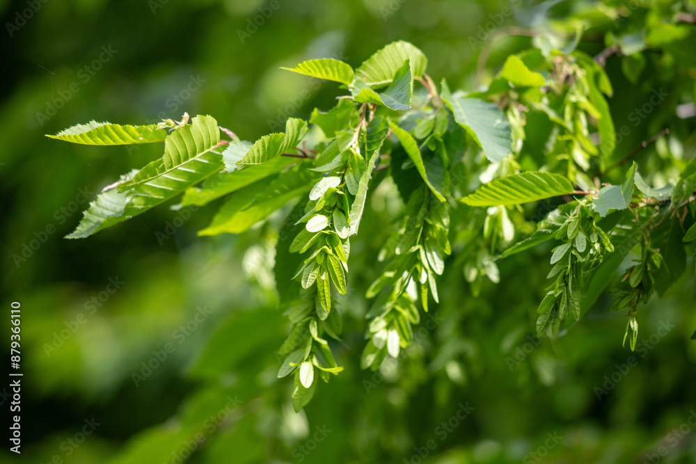 Bright green spring blooming nature of flowers and trees. Bright green spring blooming nature of flowers and trees.