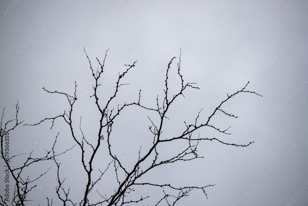 dry tree branches against the blue autumn sky dry tree branches against the blue autumn sky