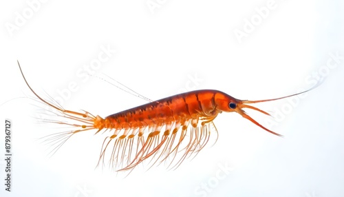 krill on white background, krill isolated on white, krill animal image