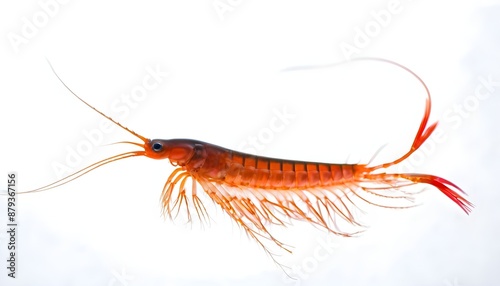 krill on white background, krill isolated on white, krill bug photography
