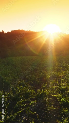 Green bushes of vine in the sunrays at sundown. Vine valley surrounded by thick woods. Aerial view. Vertical video