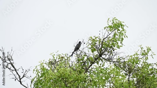 Drongo cuckoo looking beautiful against the blue sky in Bandipur national park photo